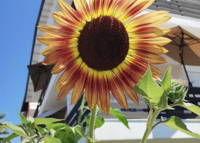 Olympia Affittacamere Paralía