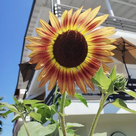 Olympia Gæstehus Paralía